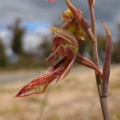 Calochilus paludosus at Sassafras, NSW - suppressed