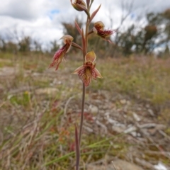 Calochilus paludosus at Sassafras, NSW - 3 Nov 2022