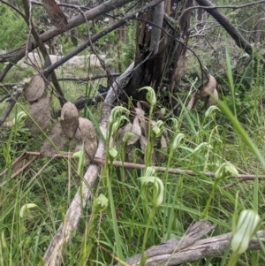 Pterostylis monticola at Tennent, ACT - 2 Jan 2023