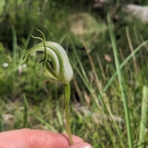 Pterostylis monticola at Tennent, ACT - 2 Jan 2023
