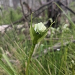 Pterostylis monticola at Tennent, ACT - 2 Jan 2023