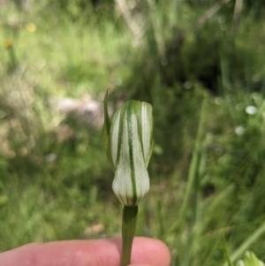 Pterostylis monticola at Tennent, ACT - 2 Jan 2023