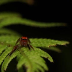 Prostheclina amplior (Orange Jumping Spider) at Acton, ACT - 2 Jan 2023 by amiessmacro