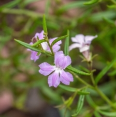 Coopernookia barbata (Purple Coopernookia) at Tallong, NSW - 1 Jan 2023 by Aussiegall