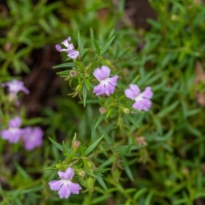 Coopernookia barbata at Tallong, NSW - 1 Jan 2023