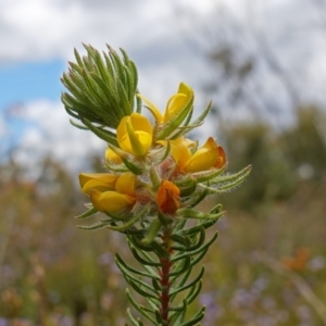 Phyllota phylicoides at Sassafras, NSW - 3 Nov 2022