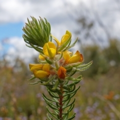 Phyllota phylicoides (Heath phyllota) at Sassafras, NSW - 3 Nov 2022 by RobG1