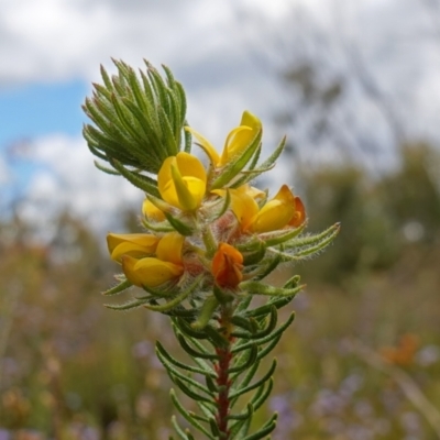 Phyllota phylicoides (Heath Phyllota) at Sassafras, NSW - 3 Nov 2022 by RobG1