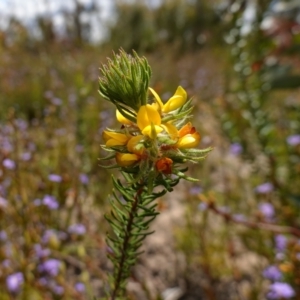 Phyllota phylicoides at Sassafras, NSW - 3 Nov 2022