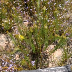 Phyllota phylicoides at Sassafras, NSW - suppressed