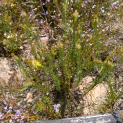 Phyllota phylicoides at Sassafras, NSW - 3 Nov 2022