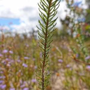 Phyllota phylicoides at Sassafras, NSW - 3 Nov 2022