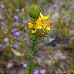 Phyllota phylicoides at Sassafras, NSW - suppressed