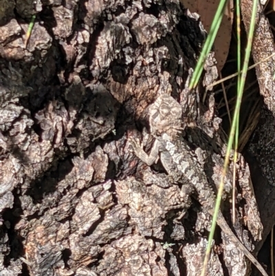 Rankinia diemensis (Mountain Dragon) at Namadgi National Park - 1 Jan 2023 by WalterEgo