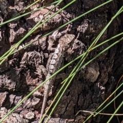 Rankinia diemensis at Cotter River, ACT - 2 Jan 2023 10:54 AM