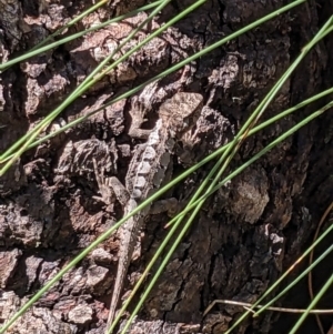 Rankinia diemensis at Cotter River, ACT - 2 Jan 2023