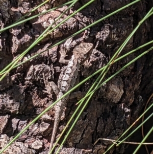 Rankinia diemensis at Cotter River, ACT - 2 Jan 2023 10:54 AM