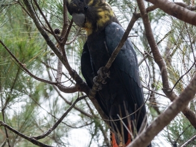 Calyptorhynchus lathami lathami (Glossy Black-Cockatoo) at Wingello, NSW - 1 Jan 2023 by Aussiegall