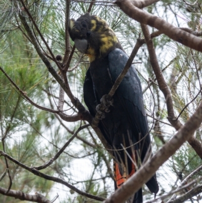 Calyptorhynchus lathami lathami (Glossy Black-Cockatoo) at Wingello, NSW - 1 Jan 2023 by Aussiegall