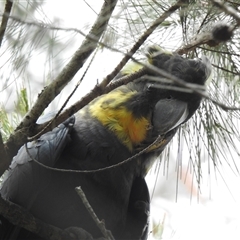 Calyptorhynchus lathami lathami at Wingello, NSW - suppressed