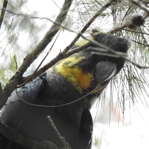 Calyptorhynchus lathami lathami at Wingello, NSW - suppressed