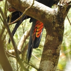 Calyptorhynchus lathami lathami at Wingello, NSW - suppressed