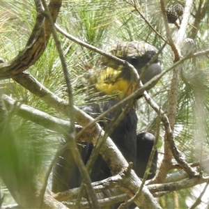 Calyptorhynchus lathami lathami at Wingello, NSW - suppressed