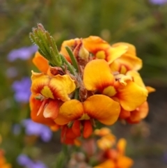 Dillwynia sericea (Egg And Bacon Peas) at Sassafras, NSW - 3 Nov 2022 by RobG1