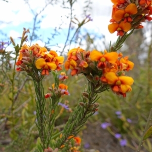 Dillwynia sericea at Sassafras, NSW - suppressed