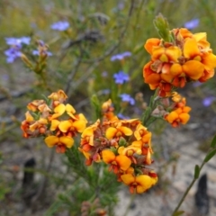 Dillwynia sericea at Sassafras, NSW - suppressed