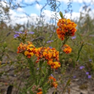 Dillwynia sericea at Sassafras, NSW - suppressed