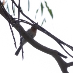 Myiagra rubecula/cyanoleuca (Leaden/Satin Flycatcher) at Wingello - 1 Jan 2023 by Aussiegall