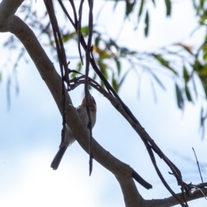 Myiagra rubecula/cyanoleuca at Wingello, NSW - 1 Jan 2023