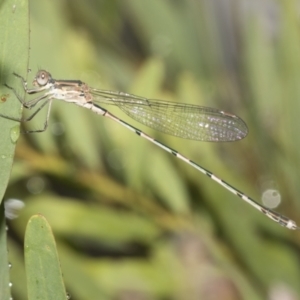 Austrolestes leda at Higgins, ACT - 22 Dec 2022