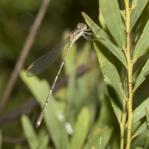 Austrolestes leda at Higgins, ACT - 22 Dec 2022