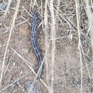 Limax maximus at Hawker, ACT - 30 Dec 2022