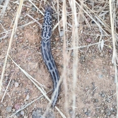 Limax maximus at Hawker, ACT - 30 Dec 2022 08:05 PM