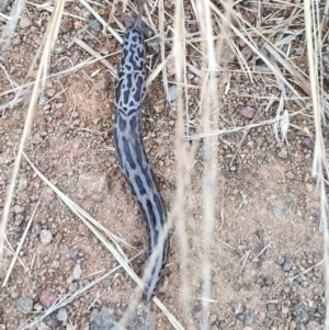 Limax maximus at Hawker, ACT - 30 Dec 2022