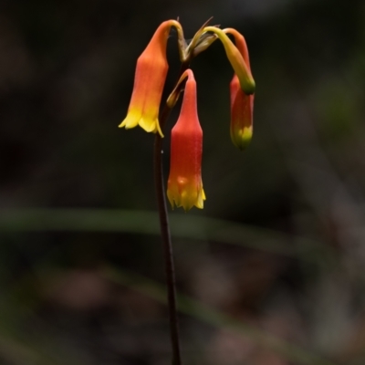 Blandfordia nobilis (Christmas Bells) at Wingecarribee Local Government Area - 1 Jan 2023 by Aussiegall