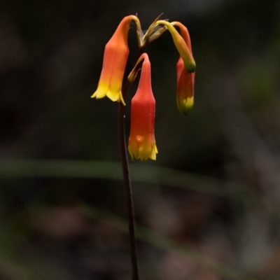 Blandfordia nobilis (Christmas Bells) at Wingello - 1 Jan 2023 by Aussiegall