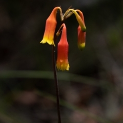 Blandfordia nobilis (Christmas Bells) at Wingello, NSW - 1 Jan 2023 by Aussiegall