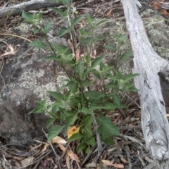 Solanum nigrum (Black Nightshade) at Cooma, NSW - 2 Jan 2023 by mahargiani