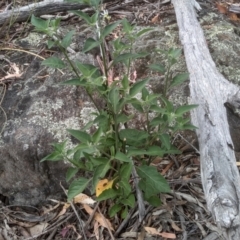 Solanum nigrum (Black Nightshade) at Cooma North Ridge Reserve - 2 Jan 2023 by mahargiani