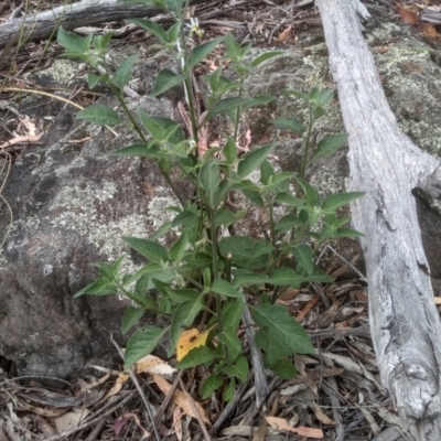 Solanum nigrum (Black Nightshade) at Cooma North Ridge Reserve - 2 Jan 2023 by mahargiani