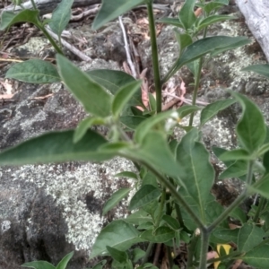 Solanum nigrum at Cooma, NSW - 2 Jan 2023