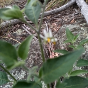 Solanum nigrum at Cooma, NSW - 2 Jan 2023