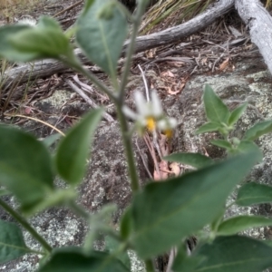 Solanum nigrum at Cooma, NSW - 2 Jan 2023 02:18 PM