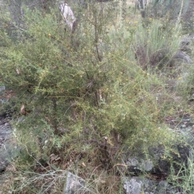 Daviesia ulicifolia (Gorse Bitter-pea) at Cooma, NSW - 2 Jan 2023 by mahargiani