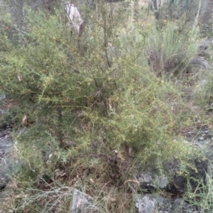 Daviesia ulicifolia at Cooma, NSW - 2 Jan 2023