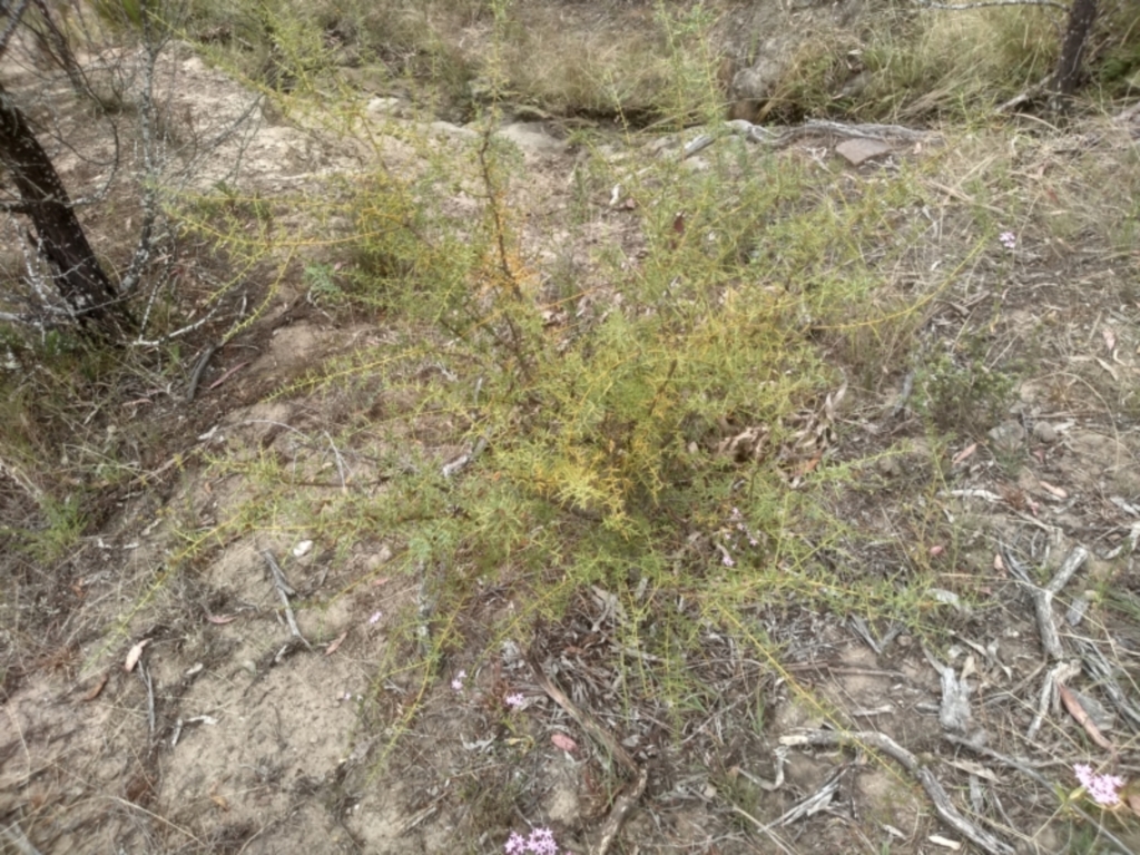 Daviesia ulicifolia at Cooma, NSW - 2 Jan 2023